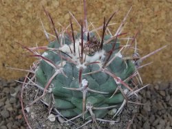 Thelocactus hexaedrophorus major pot 7 cm - 12415966