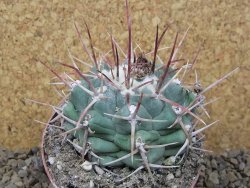 Thelocactus hexaedrophorus major pot 7 cm - 12415967