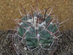Thelocactus hexaedrophorus major pot 7 cm - 12415968