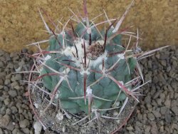 Thelocactus hexaedrophorus major pot 7 cm - 12415969