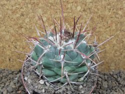 Thelocactus hexaedrophorus major pot 7 cm - 12415970