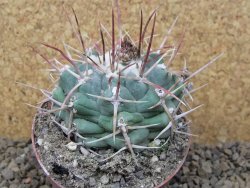 Thelocactus hexaedrophorus major pot 7 cm - 12415971