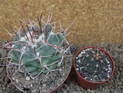 Thelocactus hexaedrophorus major pot 7 cm - 12415972