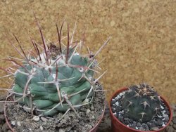 Thelocactus hexaedrophorus major pot 7 cm - 12415973
