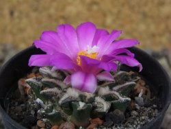 Ariocarpus kotschoubeyanus elephantidens Vista Hermosa květináč 5,5 cm - 12415976
