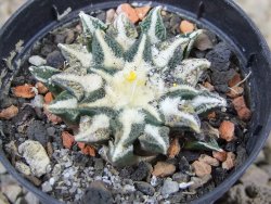 Ariocarpus kotschoubeyanus elephantidens Vista Hermosa květináč 5,5 cm - 12415979