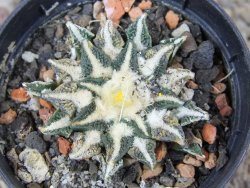 Ariocarpus kotschoubeyanus elephantidens Vista Hermosa květináč 5,5 cm - 12415980
