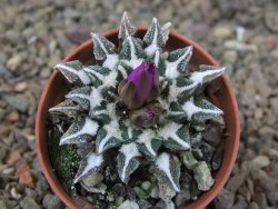 Ariocarpus kotschoubeyanus elephantidens Vista Hermosa květináč 5,5 cm - 12415981
