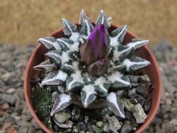 Ariocarpus kotschoubeyanus elephantidens Vista Hermosa květináč 5,5 cm - 12415982