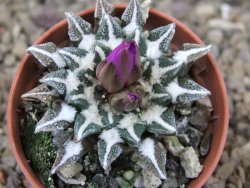 Ariocarpus kotschoubeyanus elephantidens Vista Hermosa květináč 5,5 cm - 12415984