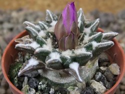 Ariocarpus kotschoubeyanus elephantidens Vista Hermosa květináč 5,5 cm - 12415985