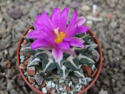 Ariocarpus kotschoubeyanus elephantidens Vista Hermosa květináč 5,5 cm - 12415986