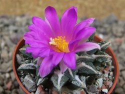 Ariocarpus kotschoubeyanus elephantidens Vista Hermosa květináč 5,5 cm - 12415988
