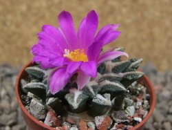 Ariocarpus kotschoubeyanus elephantidens Vista Hermosa květináč 5,5 cm - 12415989