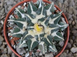 Ariocarpus kotschoubeyanus elephantidens Vista Hermosa květináč 5,5 cm - 12415990