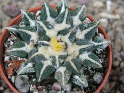 Ariocarpus kotschoubeyanus elephantidens Vista Hermosa květináč 5,5 cm - 12415991