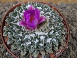 Ariocarpus kotschoubeyanus elephantidens Vista Hermosa květináč 9 cm