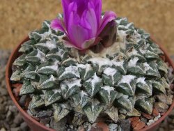 Ariocarpus kotschoubeyanus elephantidens Vista Hermosa květináč 9 cm - 12415993