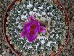 Ariocarpus kotschoubeyanus elephantidens Vista Hermosa květináč 9 cm - 12415994