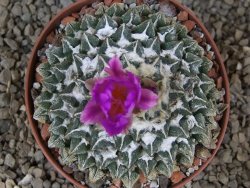 Ariocarpus kotschoubeyanus elephantidens Vista Hermosa květináč 9 cm - 12415995