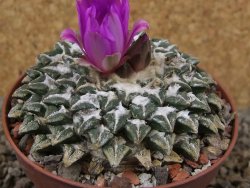 Ariocarpus kotschoubeyanus elephantidens Vista Hermosa květináč 9 cm - 12415996
