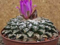 Ariocarpus kotschoubeyanus elephantidens Vista Hermosa květináč 9 cm - 12415997