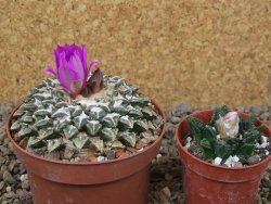 Ariocarpus kotschoubeyanus elephantidens Vista Hermosa květináč 9 cm - 12415998