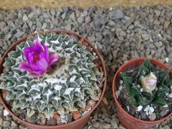 Ariocarpus kotschoubeyanus elephantidens Vista Hermosa květináč 9 cm - 12415999