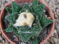 Ariocarpus fissuratus hintonii Matehuala květináč 5,5 cm Cites IA - 12416000