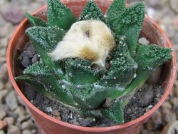 Ariocarpus fissuratus hintonii Matehuala květináč 5,5 cm Cites IA - 12416001