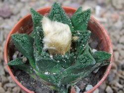 Ariocarpus fissuratus hintonii Matehuala květináč 5,5 cm Cites IA - 12416002