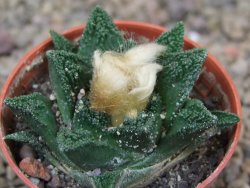 Ariocarpus fissuratus hintonii Matehuala květináč 5,5 cm Cites IA - 12416004