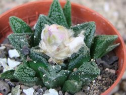 Ariocarpus fissuratus hintonii Matehuala květináč 5,5 cm Cites IA