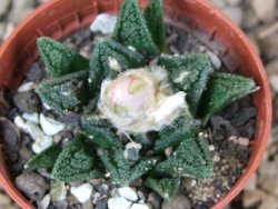 Ariocarpus fissuratus hintonii Matehuala květináč 5,5 cm Cites IA - 12416006