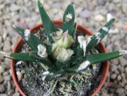 Ariocarpus agavoides pot 5,5 cm cites IA - 12416007