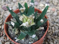 Ariocarpus agavoides pot 5,5 cm cites IA - 12416008