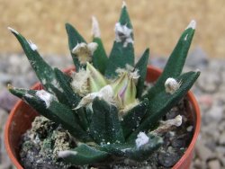 Ariocarpus agavoides pot 5,5 cm cites IA