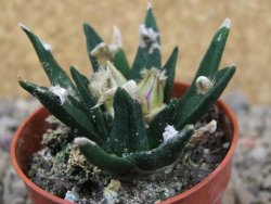 Ariocarpus agavoides pot 5,5 cm cites IA - 12416010