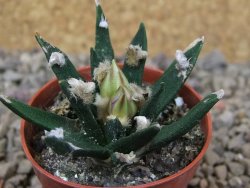 Ariocarpus agavoides pot 5,5 cm cites IA - 12416011
