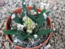 Ariocarpus agavoides pot 5,5 cm cites IA - 12416012