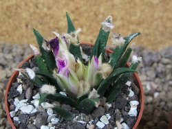 Ariocarpus agavoides květináč 6,5 cm cites IA - 12416013