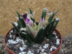 Ariocarpus agavoides květináč 6,5 cm cites IA - 12416014