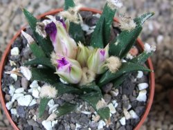 Ariocarpus agavoides květináč 6,5 cm cites IA - 12416015
