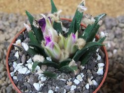 Ariocarpus agavoides květináč 6,5 cm cites IA - 12416016