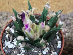Ariocarpus agavoides květináč 6,5 cm cites IA