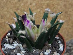Ariocarpus agavoides květináč 6,5 cm cites IA - 12416018