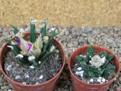 Ariocarpus agavoides květináč 6,5 cm cites IA - 12416019
