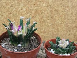 Ariocarpus agavoides květináč 6,5 cm cites IA - 12416020