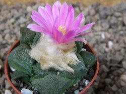Ariocarpus lloydii květináč 5,5 cm - 12416021