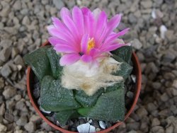 Ariocarpus lloydii květináč 5,5 cm